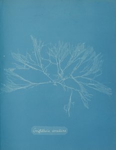 Griffithsia corallina von Anna Atkins