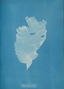 Kalymenia dubyi von Anna Atkins