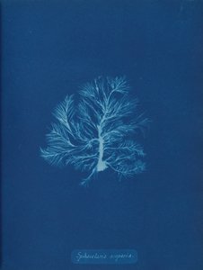 Sphacelaria scoparia von Anna Atkins