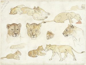 Studien von Löwen von Anna Maria Kruijff