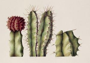 Kakteen, 1999