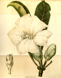 Fagraea imperialis von Annales Musei botanici lugduno batavi