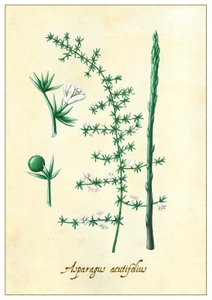 Asparagus acutifolius (2015)