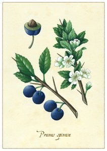 Schlehdorn