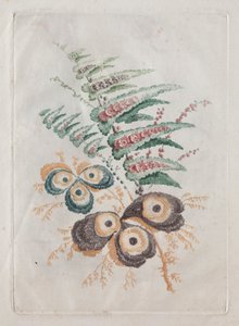 Neue Suite von Blumenportfolios ideal zum Entwerfen und Malen: Blumenfantasien von Anne Allen