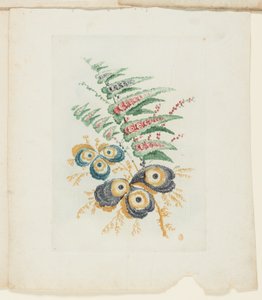 Platte, aus Neue Suite von Notizbüchern der idealen Blumen für den Gebrauch von Zeichnern und Malern von Anne Allen