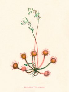 Rundblättriger Sonnentau, um 1891 von Anne Pratt