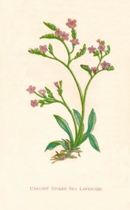 Aufrechter stacheliger Meerlavendel, ca. 1891