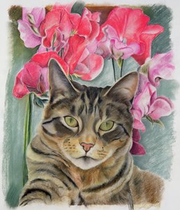 Katze mit Süßwicken