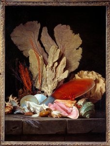 Stillleben mit Muscheln