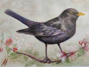 Amsel und Kirschblüten