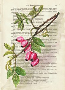 Zweig mit Hagebutten Aquarell Naturstudie von Annick