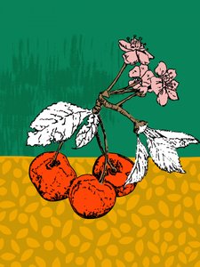 Kirschzweigblüten