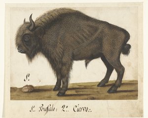 Albumblatt mit einem Bison (Lombard-Album)