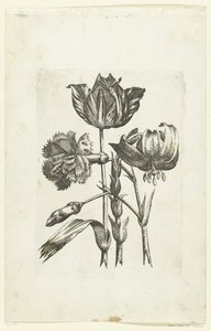 Nelke, Tulpe und Lilie