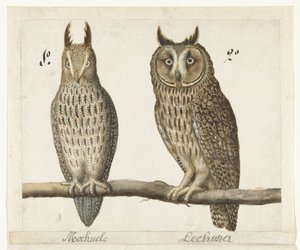 Dwergooruil und Ransuil