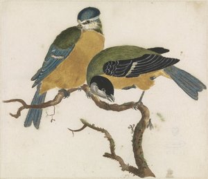 Eine Blaumeise und eine Kohlmeise auf einem Ast von Anonymous