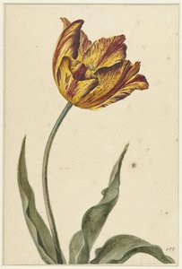 Gelb-orange-rote Tulpe