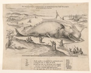 Gestrandeter Wal bei Antwerpen, 1577 von Anonymous