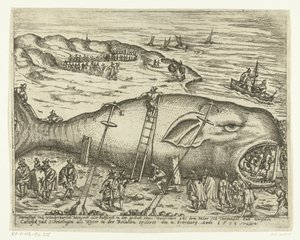 Gestrandeter Wal bei Berckhey, 1598