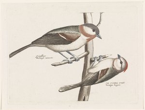 Sumpfmeise und Haubenmeise