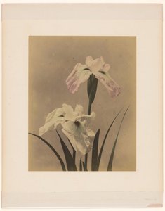 Iris von Anonymous