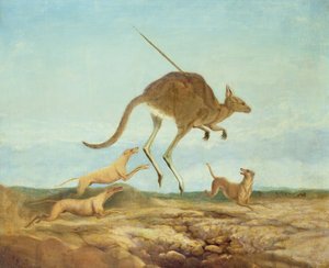 Kängurujagd