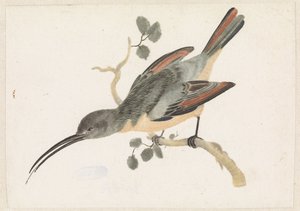 Kolibri auf einem Ast nach links von Anonymous