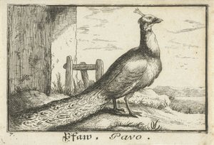 Landschaft mit Pfau von Anonymous