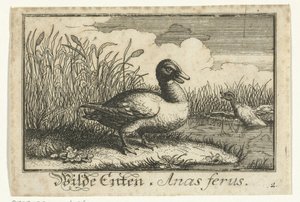 Landschaft mit Wildente von Anonymous