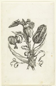 Lilie, Iris und Tulpe