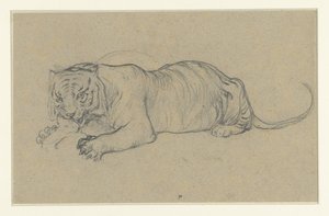 Liegender Tiger, der ein Stück Fleisch zerreißt von Anonymous
