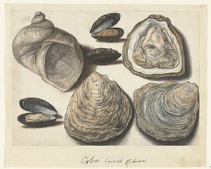 Austern, Muscheln und Mondhorn (Lombard Album)