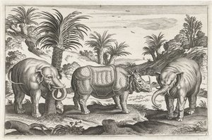 Elefanten und Nashorn von Anonymous