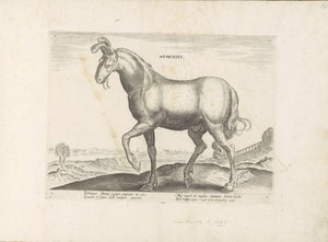 Pferd aus Armenien (Serie) von Anonymous