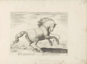 Pferd aus Dänemark von Anonymous