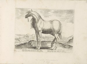 Pferd aus Griechenland (Paardenrassen uit de Koninklijke stallen van Don Juan van Oostenrijk) von Anonymous