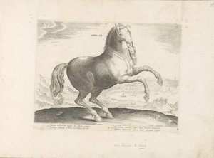 Pferd aus Süditalien (Pferderassen aus den königlichen Ställen von Don Juan von Österreich) von Anonymous