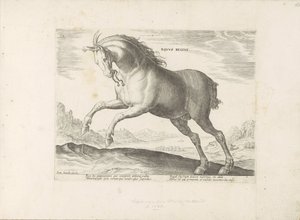 Pferd der Rasse Equus Regius (der Königliche) von Anonymous