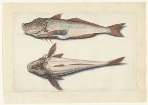 Roter Knurrhahn (Lombard Album) von Anonymous