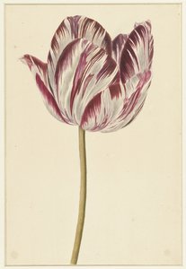 Rot-weiße Tulpe von Anonymous