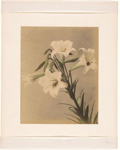 Zweig der japanischen Kirsche von Anonymous