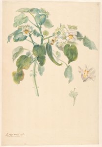 Zweig einer weißen Katzenkralle mit Details von Stempel und Blume von Anonymous