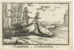 Zwei Tauben bei einem Zaun (Tauben, Columbae) von Anonymous