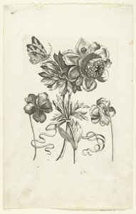 Vier Blumen, darunter zwei Stiefmütterchen von Anonymous