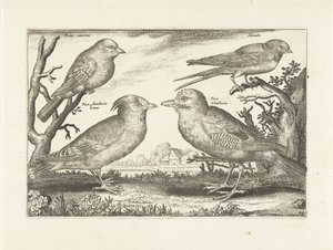 Vier Vögel