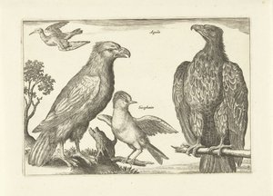 Vier Vögel von Anonymous