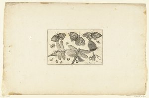 Schmetterlinge und Libellen