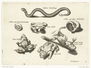 Wasserschlange, Frösche und Kröten (Libelivs varia Genera piscium complectens) von Anonymous
