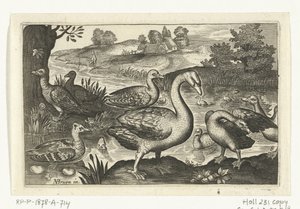 Schwan und Gänse und Enten von Anonymous